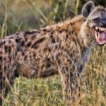 What do hyenas eat ?