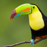 Where do toucans live ?