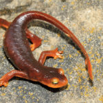 Where do newts  live ?