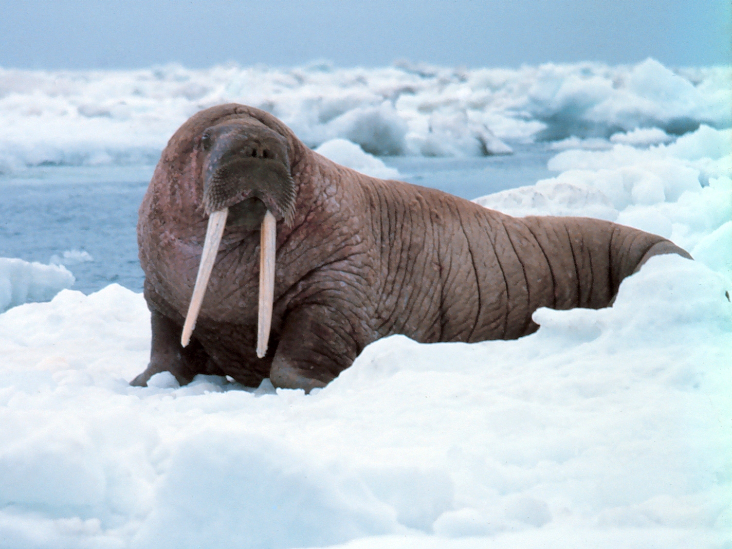 Where Do Walruses Live