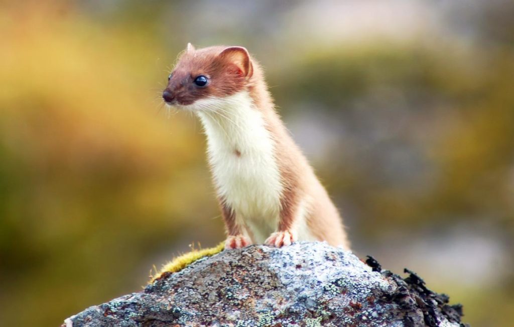 what-do-weasels-eat