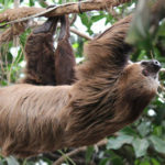 Where do sloths live ?