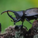 Where do beetles live ?