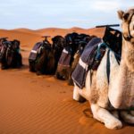 Where do camels live ?
