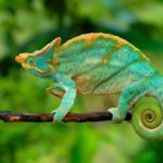 How long do chameleons live ?