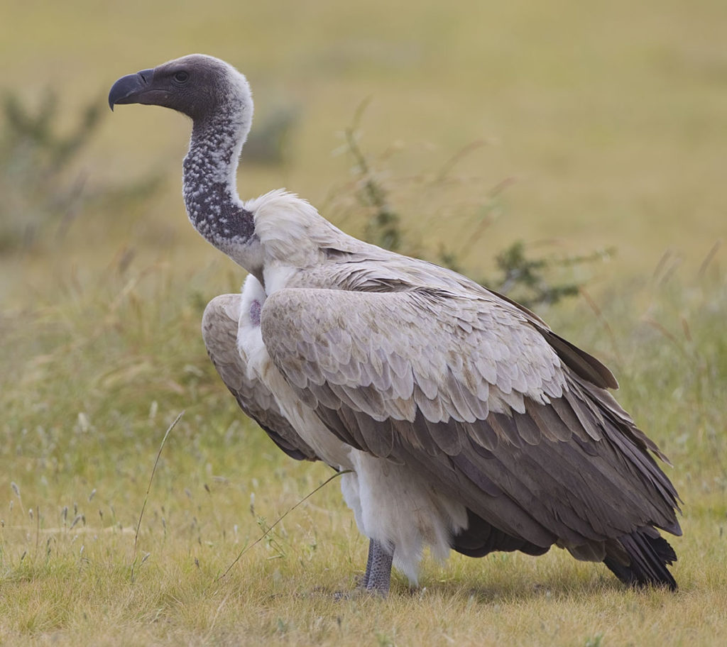 Facts about vultures