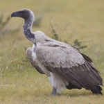 Facts about vultures