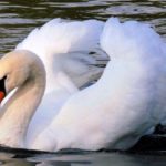Swans - information
