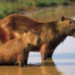 Where do capybaras live ?