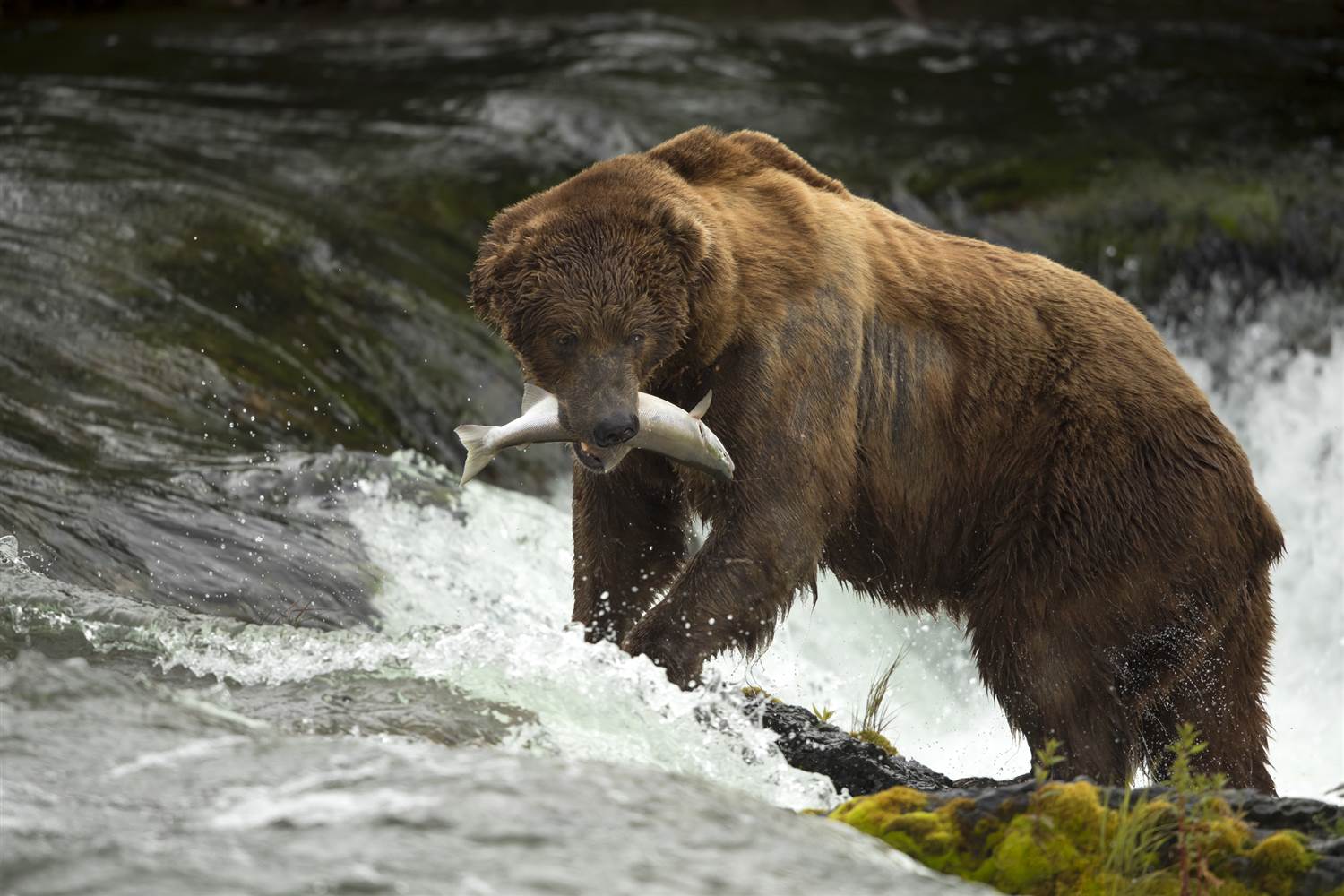 Бурый медведь приспособления. Бурый медведь Кадьяк. Кадьяк (медведь) бурые медведи. Медведь бурый Кодиак. Медведь Гризли на Аляске.