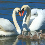 Facts about swans
