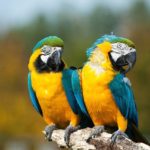 Parrots - information