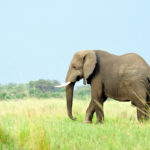 Facts about elephants
