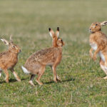 Where do hares live ?