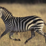 Facts about zebras