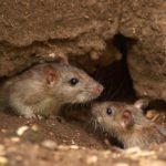 Rats - information