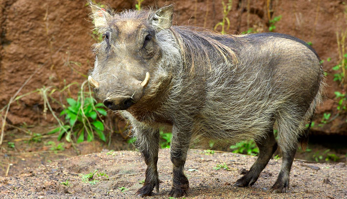 warthog