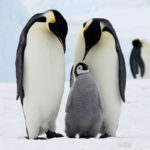 Facts about penguins