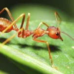 Where do ants live ?