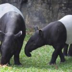 Where do tapirs live ?