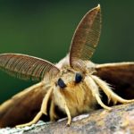 Where do moths live ?