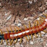 Where do centipedes live ?