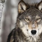 Facts about wolves