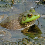 Where do bullfrogs live ?
