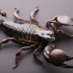 How long do Scorpions live ?
