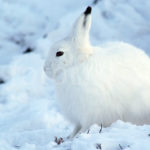 Where do arctic hares live ?