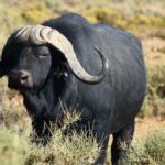 Where do buffalo live ?
