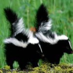 Facts about skunks
