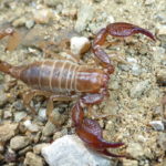 Facts about scorpions