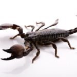 Scorpions - information