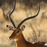 Where do antelopes live ?