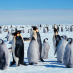 Penguins - information