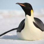 Where do emperor penguins live ?
