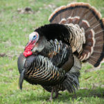 Facts about turkeys