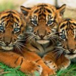 Where do Bengal tigers live ?