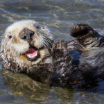 Facts about Sea otters
