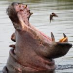 Facts about hippos