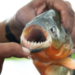 Facts about Piranhas