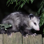 Facts about possums