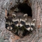Raccoons - information