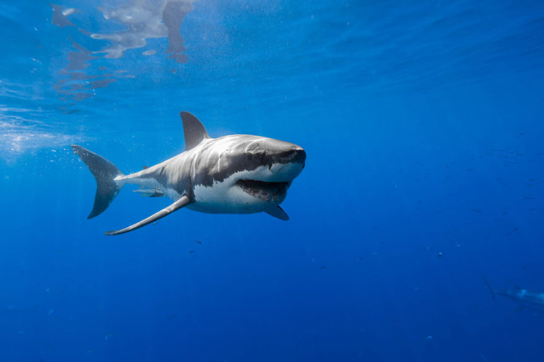  How Long Do Great White Sharks Live 