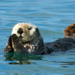 Sea otters - information