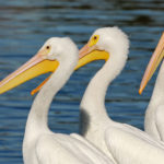 Facts about Pelicans