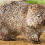 How long do Wombats live ?