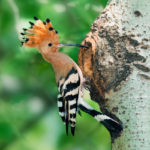 Facts about Woodpeckers