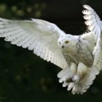 Snowy owls - information